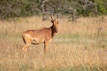 Naklejka na ściany i meble profile of a Jackson Hartebeest in Kenyan savannah 