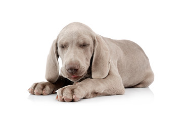 Studio shot of a beautiful Weimaraner puppy