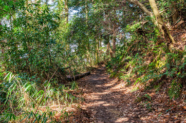 Obraz premium 京都一周トレイル 東山コース