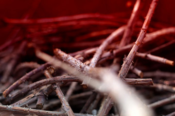 Shiavy branches on a red background. Background for design.