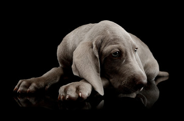 Studio shot of a beautiful Weimaraner puppy