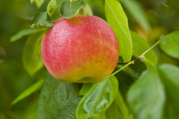 Ripe, fresh and juicy apples in a tree garden.