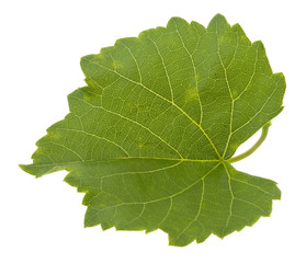 Green leaf of grape isolated on white background close-up.