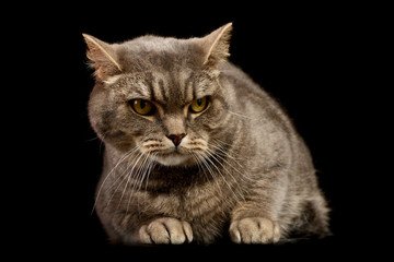 Studio shot of a beautiful cat