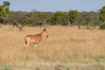 Naklejka na ściany i meble hartebeest walking through the savannah in the Masai Mara