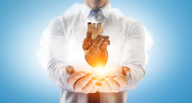 Man`s hands showing anatomical heart model. Mixed media. . Mixed media