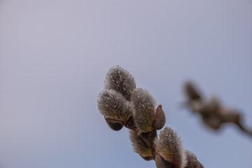 branch of willow