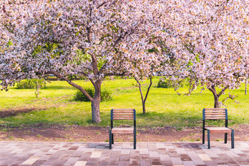 Two benches under pink flowering trees in outdoor park. Selective focus. Horizontal frame copy space