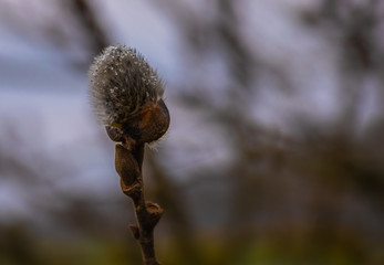 buds of willow