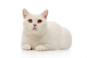 Studio shot of a beautiful cat