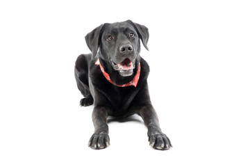 Fototapeta premium Studio shot of an adorable labrador retriever
