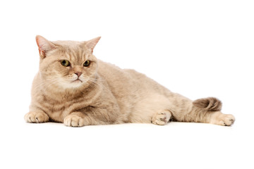 Studio shot of a beautiful cat