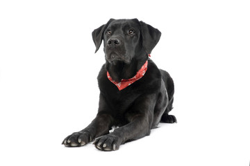 Studio shot of an adorable labrador retriever
