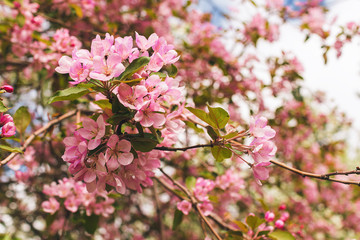 Branches of blossoming pink tree of apple or sakura close-up. Selective focus. Horizontal frame