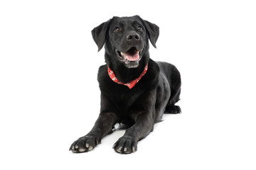 Studio shot of an adorable labrador retriever