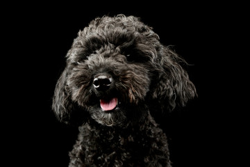 Portrait of an adorable lagotto
