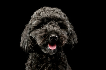 Portrait of an adorable lagotto