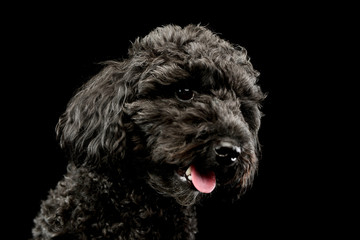 Portrait of an adorable lagotto