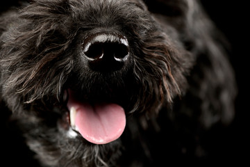 Closeup of an adorable lagotto
