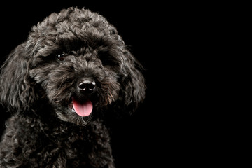 Portrait of an adorable lagotto