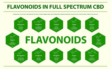 flavonoids in Full Spectrum CBD with Structural Formulas horizontal infographic illustration about cannabis as herbal alternative medicine and chemical therapy, healthcare and medical science vector.