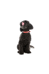 Studio shot of an adorable lagotto