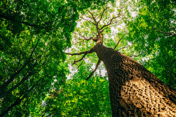 a spring forest trees. nature green wood sunlight backgrounds.