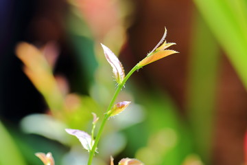 Ochna kirkii Oliv,Mickey Mouse plant, newly released leaves are the top part of the leaves that are brown and glossy when exposed to sunlight.