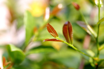 Ochna kirkii Oliv,Mickey Mouse plant, newly released leaves are the top part of the leaves that are brown and glossy when exposed to sunlight.