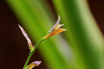 Ochna kirkii Oliv,Mickey Mouse plant, newly released leaves are the top part of the leaves that are...