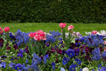 Obraz premium Spring flowers on the flowerbed in the garden.