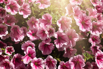 Pink petunia flowers in the sun. Floral background.