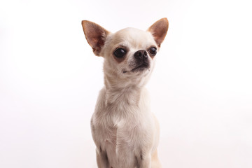 White chihuahua dog on a white background.. Stylish photo. White background.