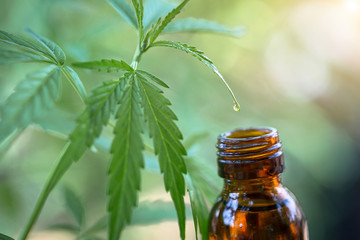Detail of dropper with CBD oil  onHemp flower background, Cannabis Oil - medical marijuana concept
