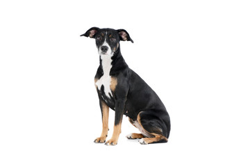 Studio shot of a lovely Mixed breed dog