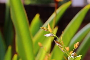 Ochna kirkii Oliv,Mickey Mouse plant, newly released leaves are the top part of the leaves that are brown and glossy when exposed to sunlight.