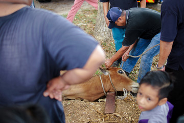 Muar, Johor, Malaysia, August 11, 2019 : Unidentified malay Muslims help each other in slaughtering cows during Eid Al-Adha Al Mubarak, the Feast of Sacrifice or Qurban