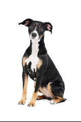 Studio shot of a lovely Mixed breed dog