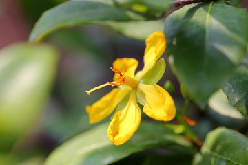 Obraz premium The Flower of Ochna kirkii Oliv, Mickey Mouse plant will initially become yellow and later become red.