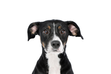 Portrait of a lovely mixed breed dog
