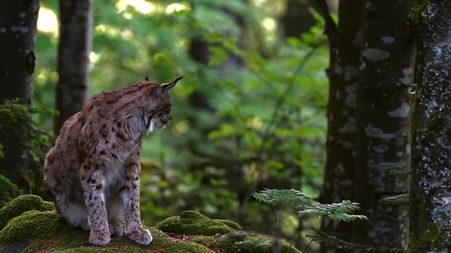 Eurasian lynx (Lynx lynx) sitting in woodland