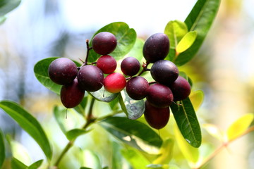 Carissa carandas Linn tree,There are green and red colors. Until finally becoming deep purple in the end