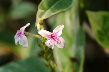 The Flower of Graptophyllum pictum