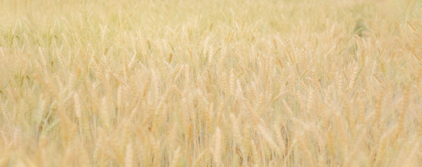 Golden wheat farm growing for research and development, moderrn agriculture, panoramic banner