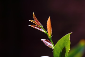 Ochna kirkii Oliv,Mickey Mouse plant, newly released leaves are the top part of the leaves that are brown and glossy when exposed to sunlight.