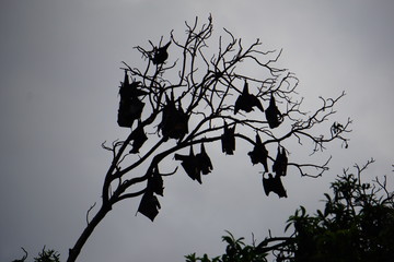 Flying foxes resting on trees in Cairns