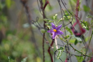 Flower of a Climbing Brinjal