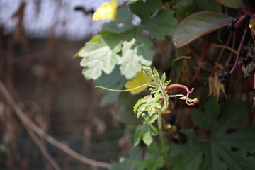 A bitter gourd plant trying to climb 