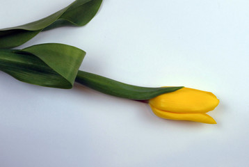yellow tulip lies on a white background