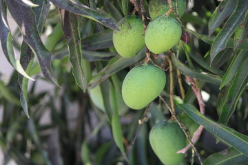 Fresh mangoes hanging on the Tree